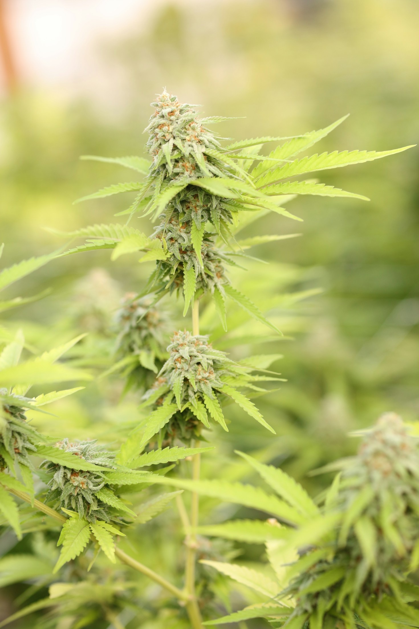 The Basics of Growing Your First Marijuana Plant