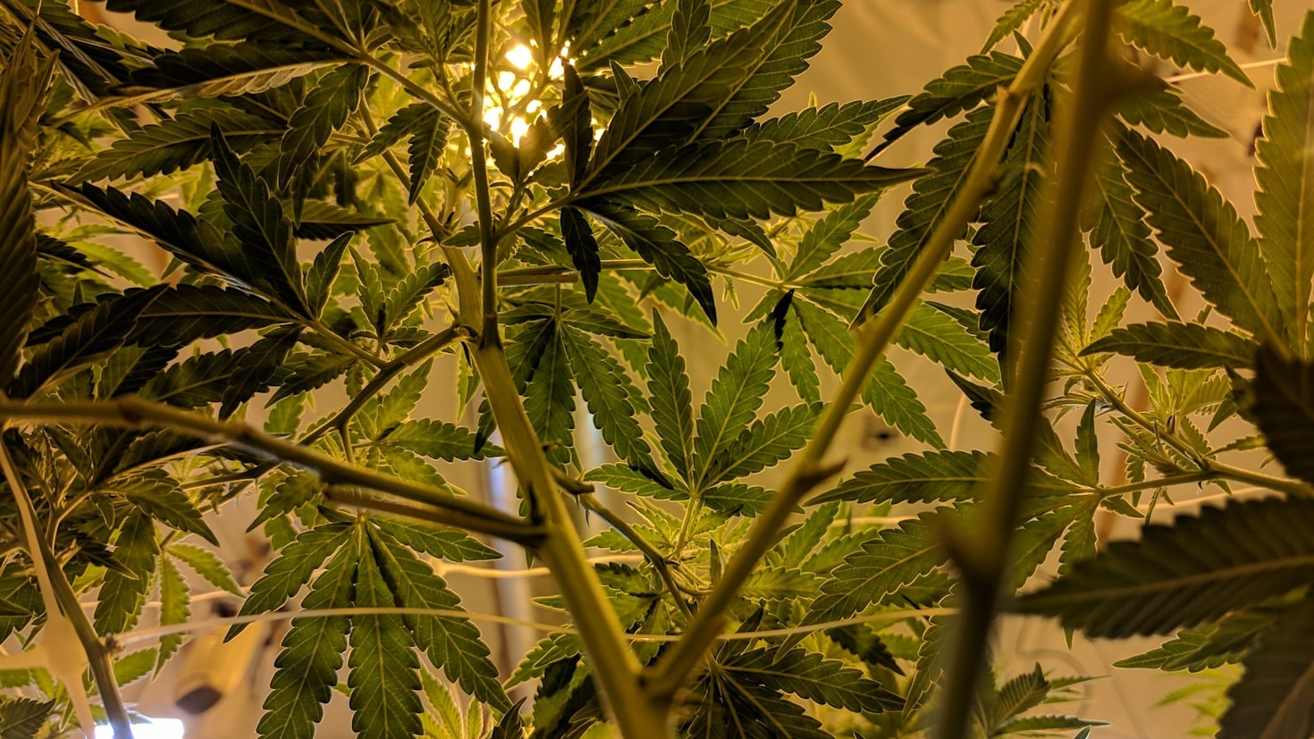 Understanding the Legal Aspects of Home Cultivation