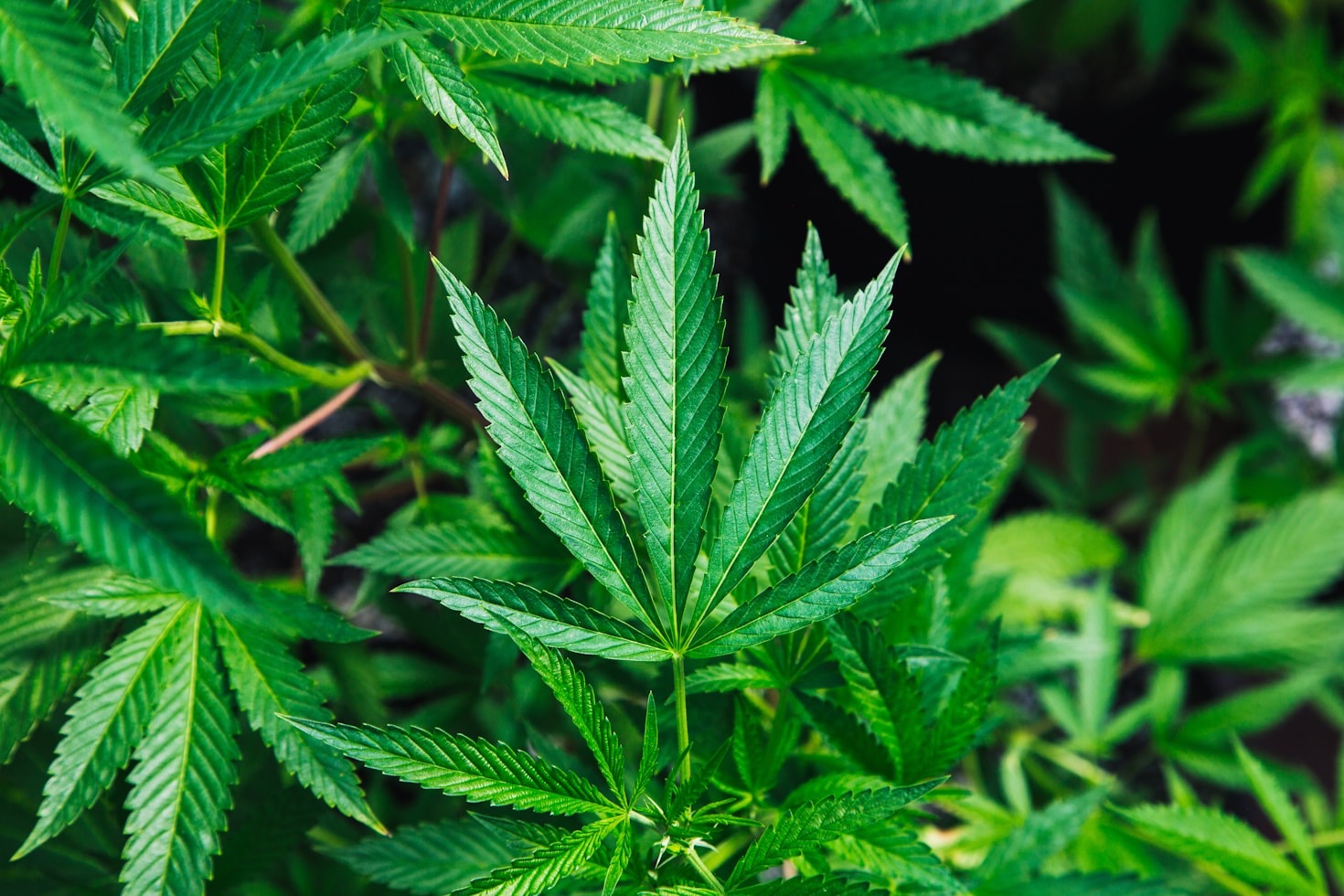 Exploring the Benefits of Growing a Single Plant