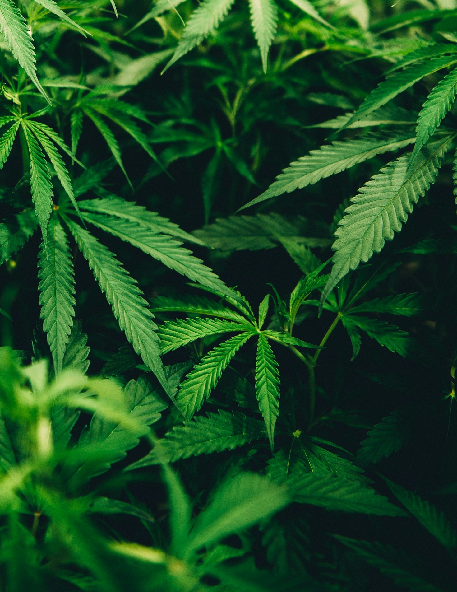 Overcoming Challenges in Home Cannabis Cultivation