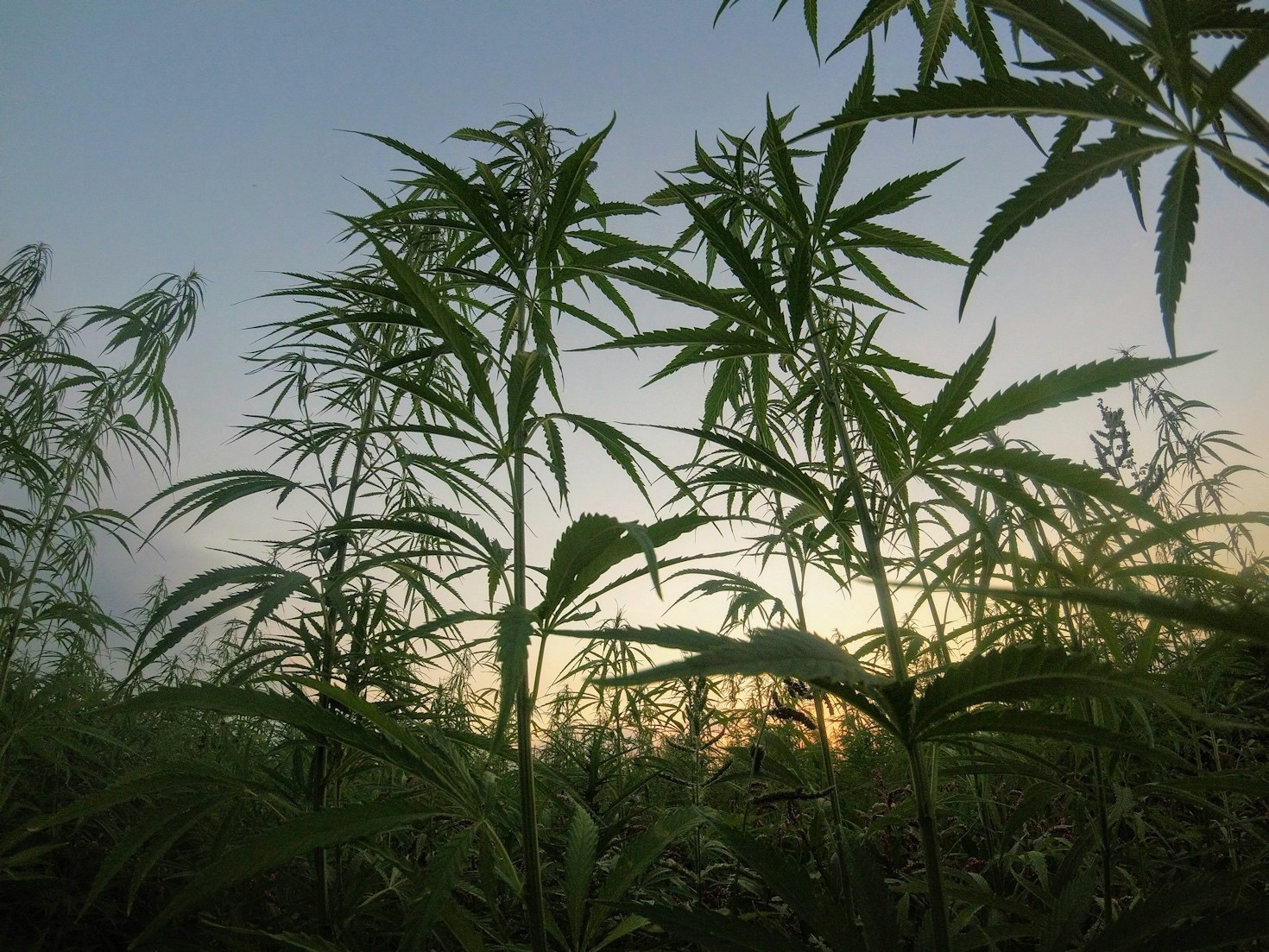 Step-by-Step Guide to Cultivating at Home